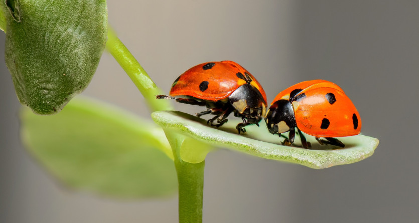 Coccinelles partageant un moment tendre, symbole de romance naturelle